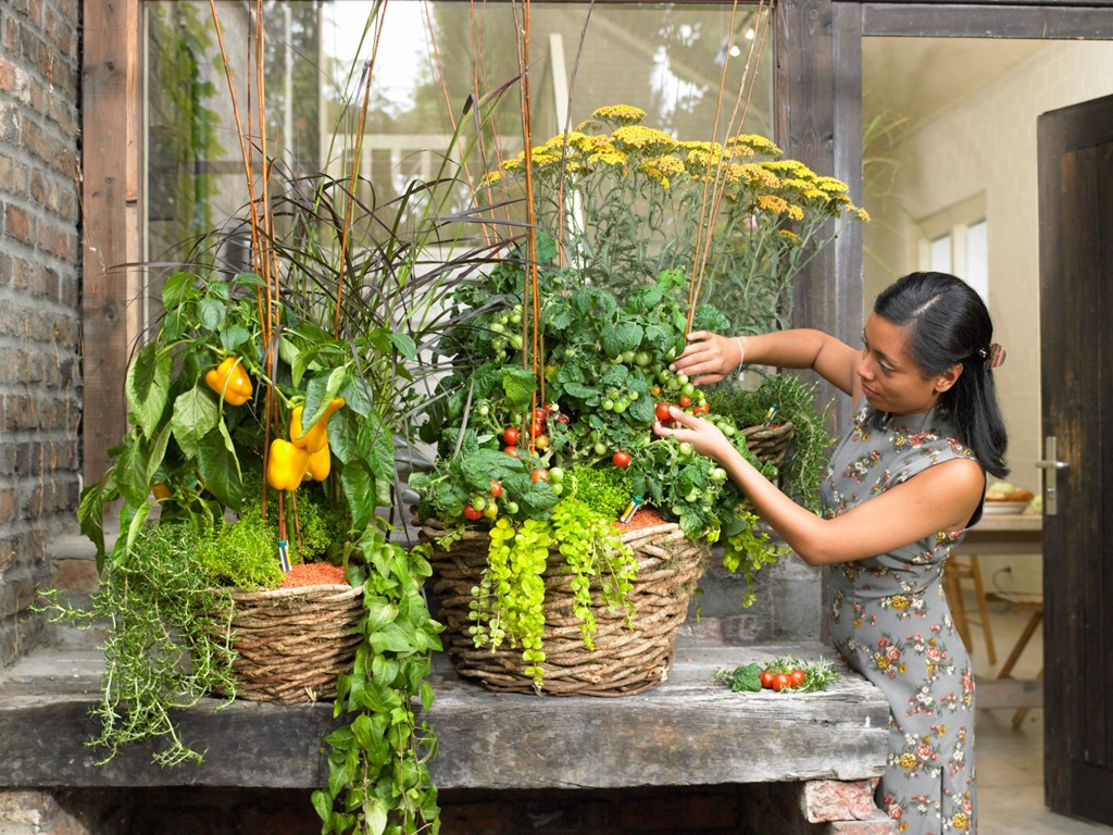 Gardening in Containers: How to Grow Plants on a Balcony or Roof